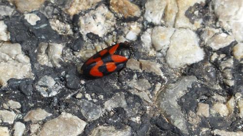 Cercopis vulnerata